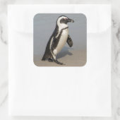 Afrikaanse pinguïn loopt vierkante sticker (Tas)