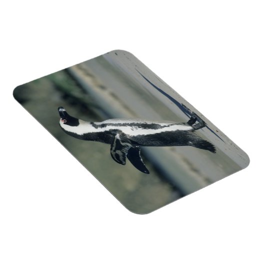 Afrikaanse pinguïn magneet (Rechterzijde)