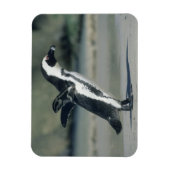 Afrikaanse pinguïn magneet (Verticaal)