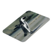 Afrikaanse pinguïn magneet (Linkerzijde)