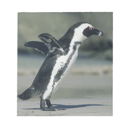 Afrikaanse pinguïn notitieblok (Voorkant)