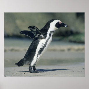 Afrikaanse pinguïn (Sfeniscus demersus), aankomend Poster