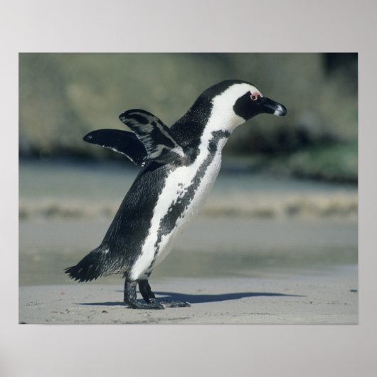 Afrikaanse pinguïn (Sfeniscus demersus), aankomend Poster (Voorkant)