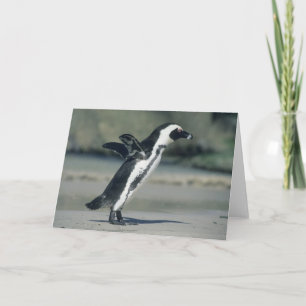 Afrikaanse pinguïn (Sfeniscus demersus), komend Kaart