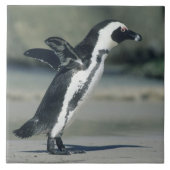 Afrikaanse pinguïn tegeltje (Voorkant)