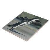 Afrikaanse pinguïn tegeltje (Zijkant)