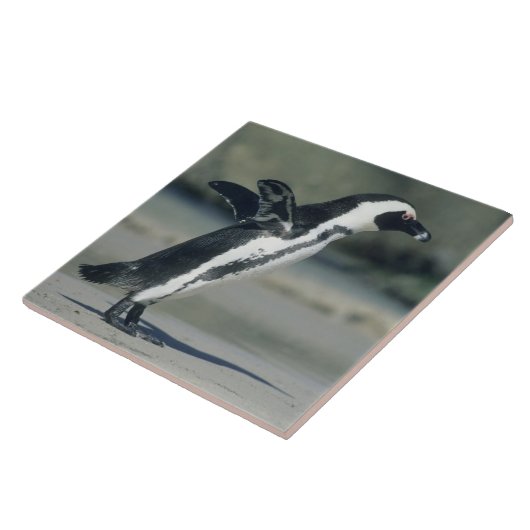 Afrikaanse pinguïn tegeltje (Zijkant)