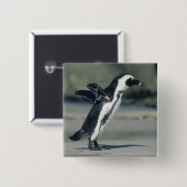 Afrikaanse pinguïn vierkante button 5,1 cm (Voorkant /achterkant)