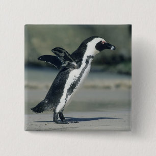 Afrikaanse pinguïn vierkante button 5,1 cm