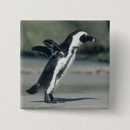 Afrikaanse pinguïn vierkante button 5,1 cm (Voorkant)