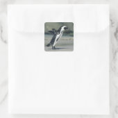 Afrikaanse pinguïn vierkante sticker (Tas)