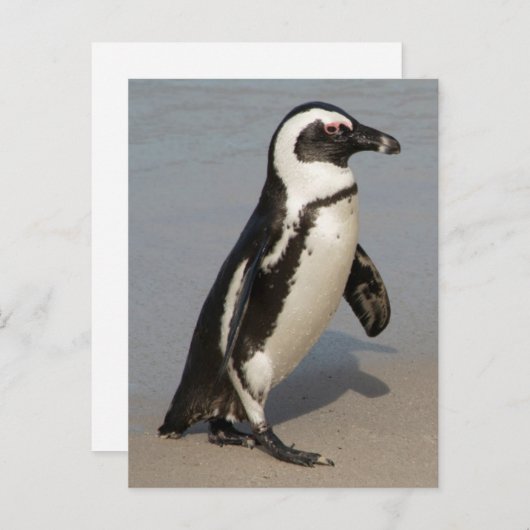 Afrikaanse pinguïn Walking Briefkaart (Voorkant / Achterkant)