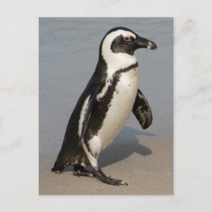 Afrikaanse pinguïn wandelt briefkaart