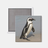 Afrikaanse pinguïn wandelt magneet (Voorkant / Achterkant)