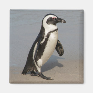 Afrikaanse pinguïn wandelt magneet