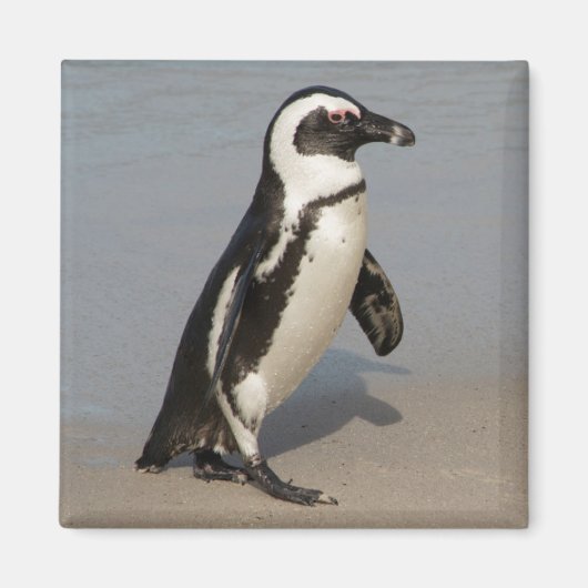 Afrikaanse pinguïn wandelt magneet (Voorkant)