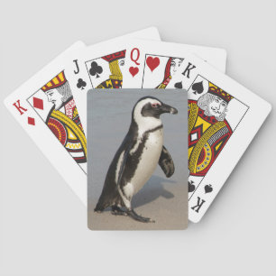 Afrikaanse pinguïn wandelt speelkaarten