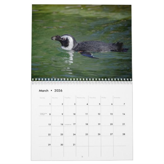 Afrikaanse pinguïns 2026 kalender (Mar 2026)