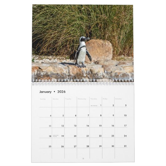 Afrikaanse pinguïns 2026 kalender (Jan 2026)