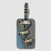 Afrikaanse pinguïns | Sfeniscus Demersus Bagagelabel (Voorkant (verticaal))