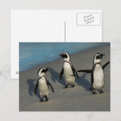 Afrikaanse pinguïns | Sfeniscus Demersus Briefkaart (Voorkant / Achterkant)