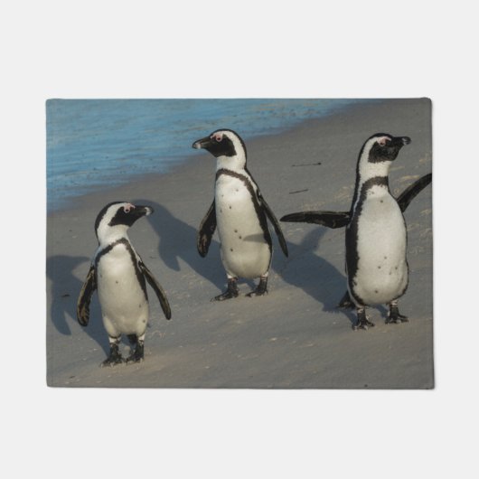 Afrikaanse pinguïns | Sfeniscus Demersus Deurmat (Voorkant)