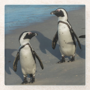 Afrikaanse pinguïns Sfeniscus Demersus Glazen Onderzetter