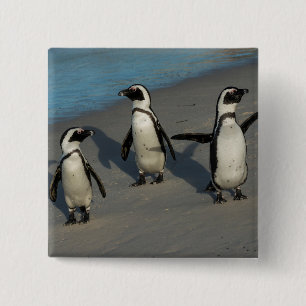 Afrikaanse pinguïns   Sfeniscus Demersus Vierkante Button 5,1 Cm