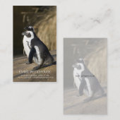 Afrikaanse pinguïns - Sjabloon voor visitekaartjes (Voorkant / Achterkant)