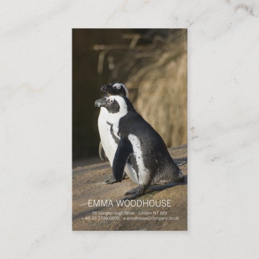 Afrikaanse pinguïns - Sjabloon voor visitekaartjes (Voorkant)
