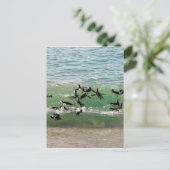 Afrikaanse pinguïns zwemmen op het strand briefkaart (Staand voorkant)