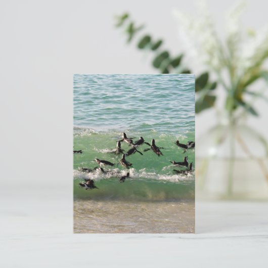 Afrikaanse pinguïns zwemmen op het strand briefkaart (Staand voorkant)