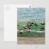 Afrikaanse pinguïns zwemmen op het strand briefkaart (Voorkant / Achterkant)