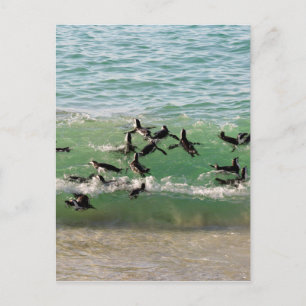 Afrikaanse pinguïns zwemmen op het strand briefkaart