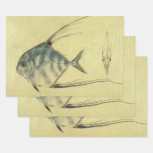 Afrikaanse Pompano Vis, Antieke Draadvinnige Horsm Inpakpapier Vel