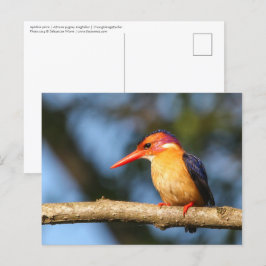 Afrikaanse pygmkoningvis briefkaart