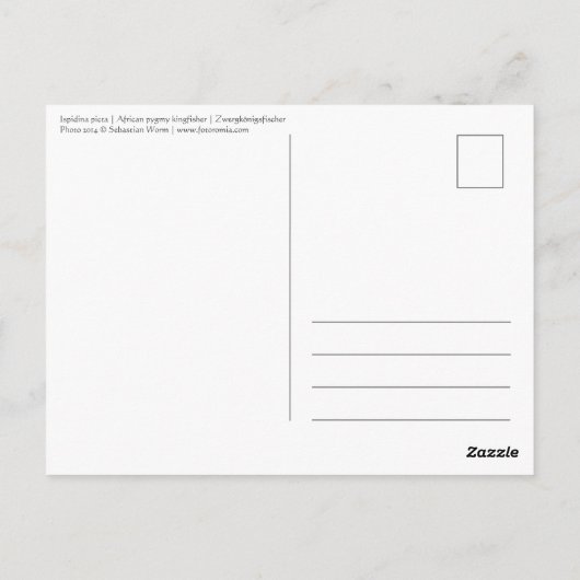 Afrikaanse pygmkoningvis briefkaart (Achterkant)