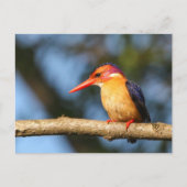 Afrikaanse pygmkoningvis briefkaart (Voorkant)