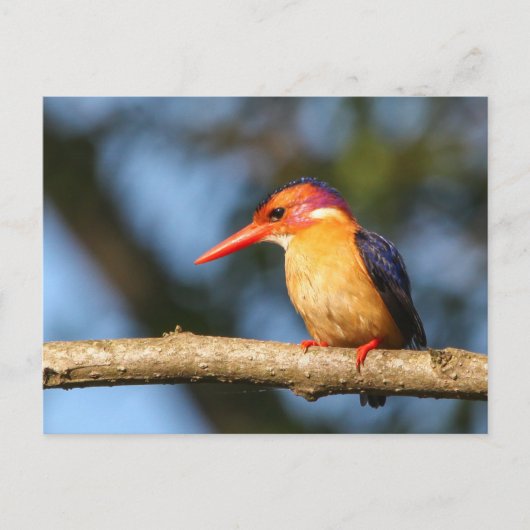 Afrikaanse pygmkoningvis briefkaart (Voorkant)