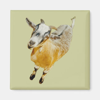 Afrikaanse Pygmy Goat Magnet