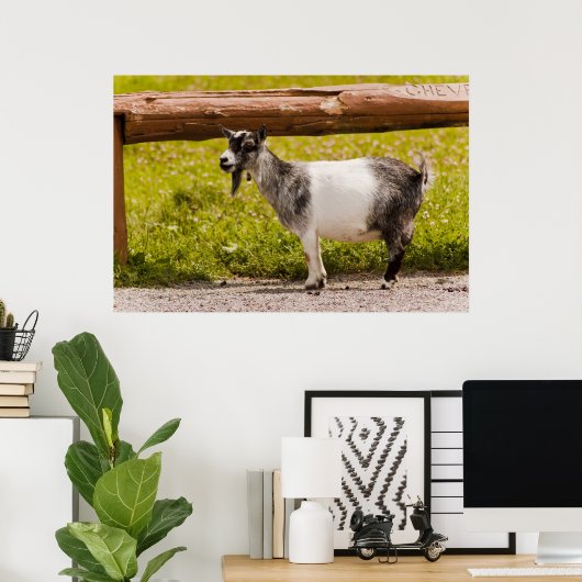 Afrikaanse Pygmy Goat Poster (Thuiskantoor)