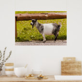 Afrikaanse Pygmy Goat Poster (Keuken)