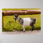 Afrikaanse Pygmy Goat Poster (Voorkant)