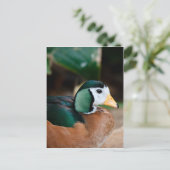 Afrikaanse Pygmy Goose Briefkaart (Staand voorkant)