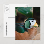 Afrikaanse Pygmy Goose Briefkaart (Voorkant / Achterkant)
