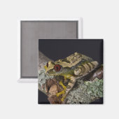 Afrikaanse rode ogen Treefrog, Leptopelis Magneet (Voorkant / Achterkant)