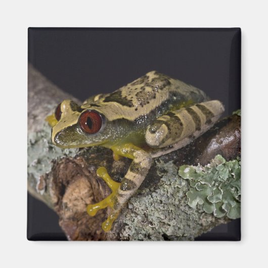 Afrikaanse rode ogen Treefrog, Leptopelis Magneet (Voorkant)