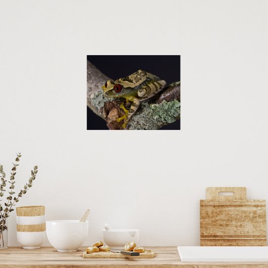 Afrikaanse rode ogen Treefrog, Leptopelis Poster (Keuken)