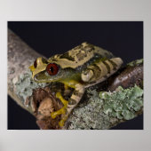 Afrikaanse rode ogen Treefrog, Leptopelis Poster (Voorkant)