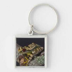 Afrikaanse rode ogen Treefrog, Leptopelis Sleutelhanger